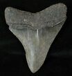 Megalodon Tooth - Serrated #16587-2